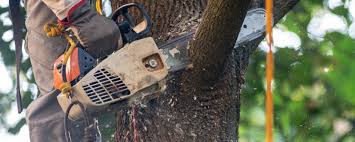 How Our Tree Care Process Works  in  Elsa, TX